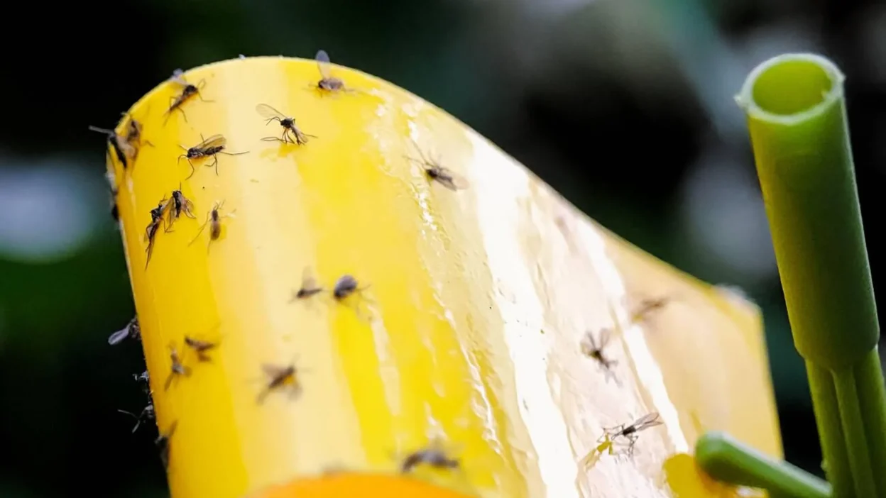 A sticky trap used to catch gnats near a potted plant